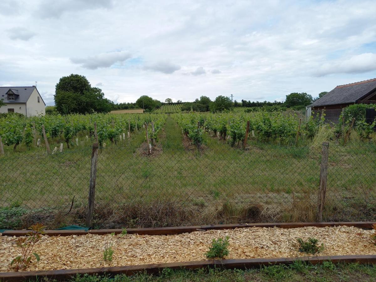 Villa Hebergement Sarment Du Veron Chinon Beaumont-en-Véron Exterior foto